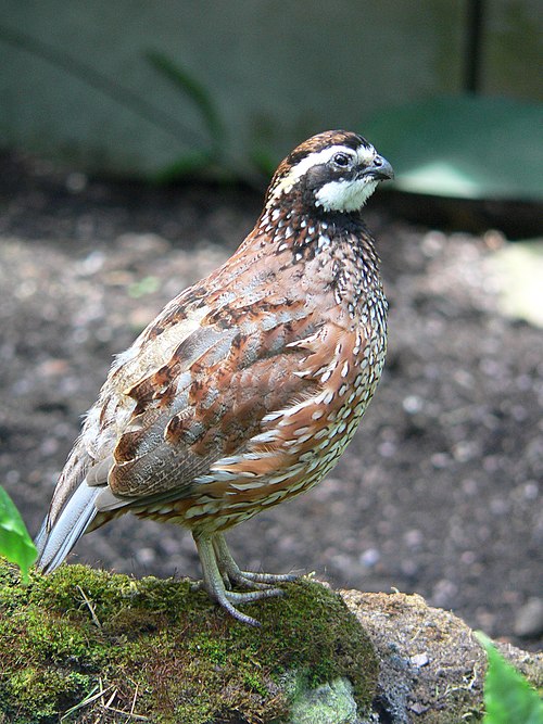 Northern bobwhite